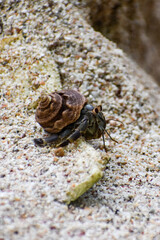 Caracol de mar en arena