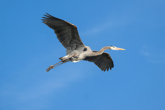 Great Blue Heron In Flight