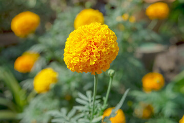 close up of yellow marigold blooming