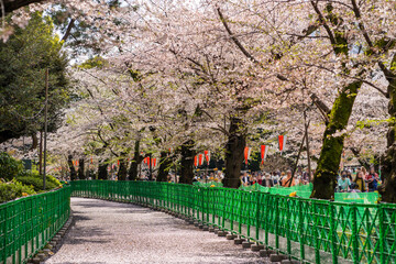 上野恩賜公園・さくら通りの並木路と立ち入り制限エリア（2023年3月）