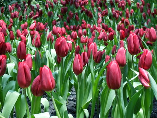 Red tulips in the garden at Flora Exhibition Hall, Rayong, Thailand