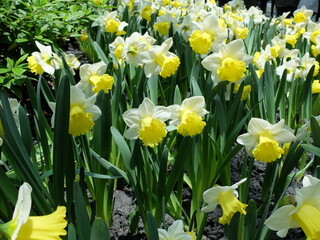 Obraz premium Daffodils in the garden of Flora Exhibition Hall, Rayong, Thailand