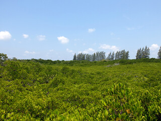 Fototapeta na wymiar Clear sky and sunlight at Mangrove forest of Rayong, Thailand.