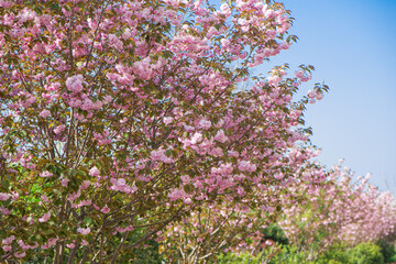 Obraz premium The cherry blossoms under the blue sky. oriental cherry or Prunus lannesiana pink flowers in spring. 