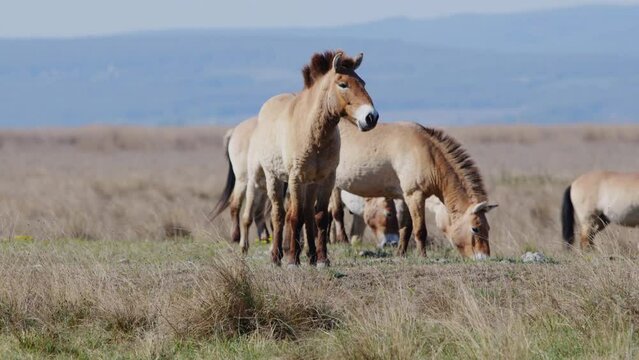 Group of wild Przewalski horses grazing and standing prairie. (Wild Horses in 4K)