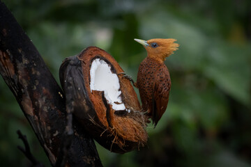Chestnut-colored woodpecker tropical bird eating coconut in Costa Rica forrest male and female 