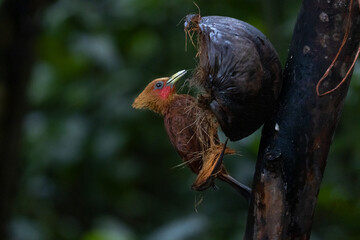 Chestnut-colored woodpecker tropical bird eating coconut in Costa Rica forrest male and female 