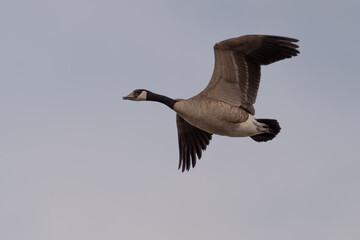 Canada goose in flight with mud on its beak