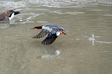 A common merganser flying just above the water's surface