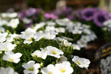白いペチュニアの花