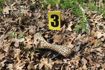 Crime Scene Evidence Marker and Leopard Print Shoe