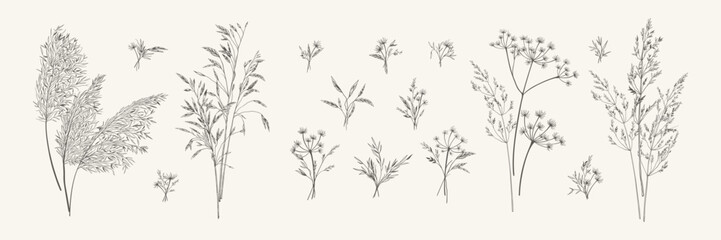 Collection of bouquets of meadow herbs. Botanical set with wild herbs. Black and white. Line art style. Vector illustration. - obrazy, fototapety, plakaty