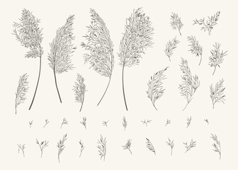 Set with pampas grass. Botanical collection with Cortaderia Selloana. Black and white. Line art style. Vector illustration.