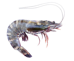 Tiger prawn isolated on transparent background (PNG File)