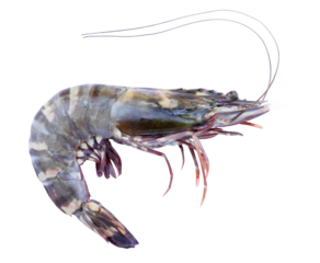 Tiger prawn isolated on transparent background (PNG File)