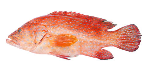 Red-banded grouper isolated on  transparent background.