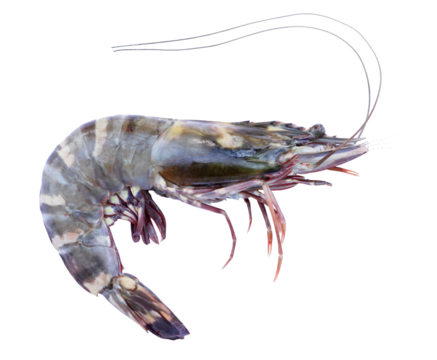 Tiger prawn isolated on transparent background (PNG File)