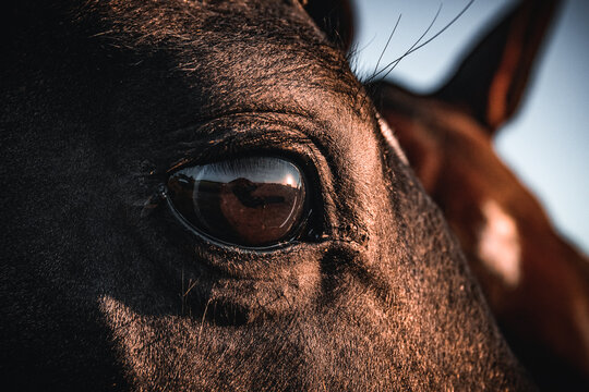 Horse eye close up