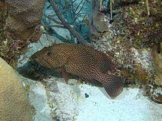 Graysby Grouper on the reef
