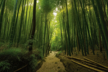 Fototapeta na wymiar footpath in the bamboo forest