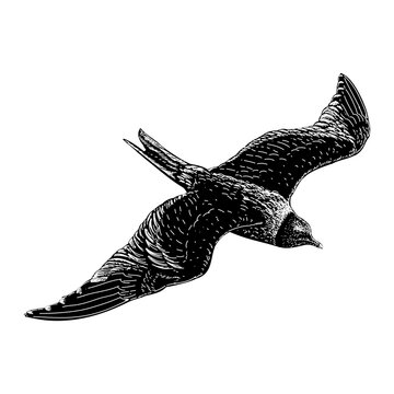 Xeme or Sabine&rsquo;s Gull hand drawing vector isolated on background.