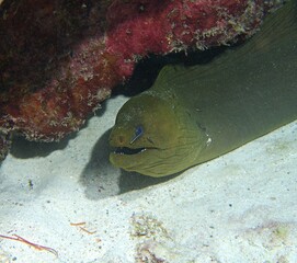 Green Moray Eel at cleaning station