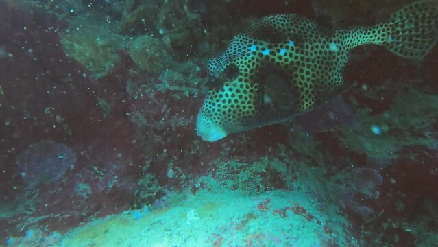 spotted trunkfish in the sea
