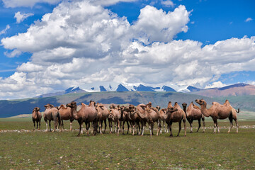 Herd of camels