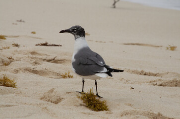seagull on the beach