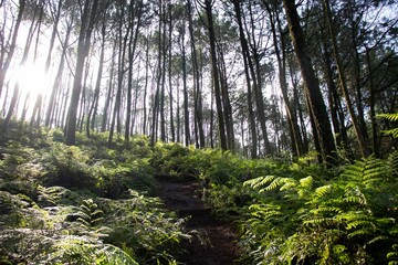 Obraz premium the beauty of a pine forest illuminated by the morning sun in a mountainous area
