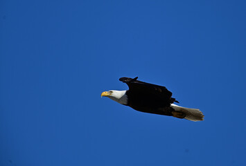 Bald Eagle  In Flight