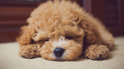 A cute sleeping poodle dog. Generative AI. 
