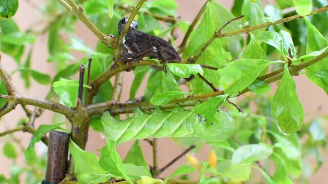 Green plump caterpillar eating a leaf. Very hungry caterpillar. Tomato hornworm caterpillar eating