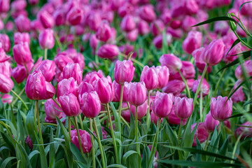 Obraz premium Beautiful flowers used as a wallpaper would be great.