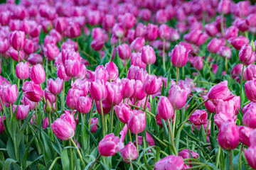 Obraz premium Beautiful flowers used as a wallpaper would be great.