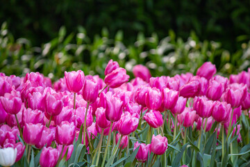 Beautiful flowers used as a wallpaper would be great.