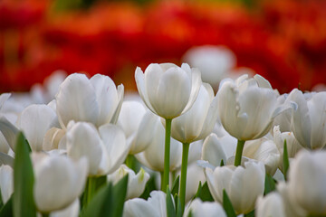 Beautiful flowers used as a wallpaper would be great.