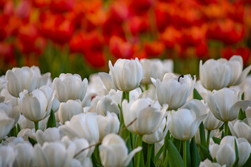 Beautiful flowers used as a wallpaper would be great.