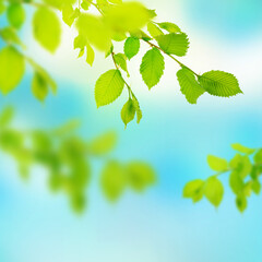 Fresh young foliage in blurred nature background. Shining spring banner. Green leaves against the...