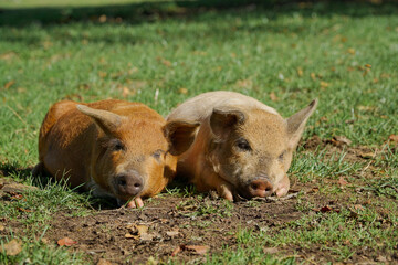 Cute baby pigs