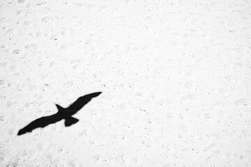 Seagull Silhouette 