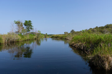Wetlands natural nature reserves tropical wetland areas with native animals and plants