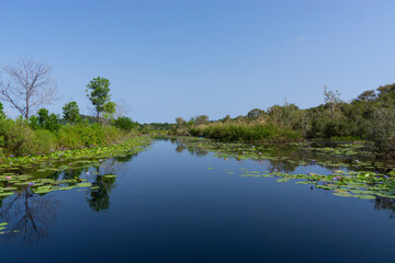 Wetlands natural nature reserves tropical wetland areas with native animals and plants
