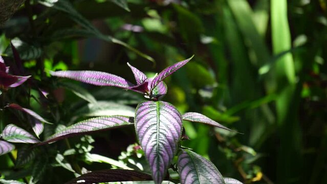 Strobilanthes dyeriana (also called samber lilin, Persian shield, royal purple plant) with a natural background. cultivated for its dark green foliage with bright, metallic-purple stripes