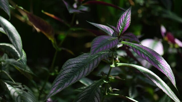 Strobilanthes dyeriana (also called samber lilin, Persian shield, royal purple plant) with a natural background. cultivated for its dark green foliage with bright, metallic-purple stripes