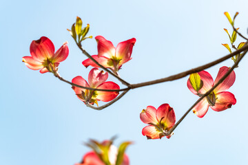 Full blooming of dogwood (Cornus florida) in Japan