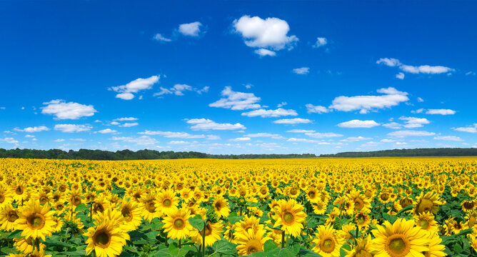 Sunflower field with cloudy blue sky