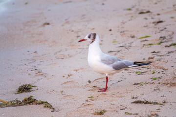 One Seagull, The European herring gull, swims on the calm lake shore in sunset