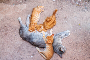 Mother cat resting on a concrete floor and nursing her three ginger kittens. Three ginger kittens drink milk from their gray mother cat lying on the ground, otdoors.