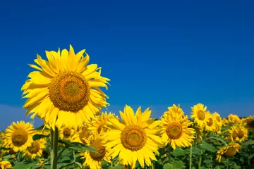Rolgordijnen Sunflower field with cloudy blue sky © Pakhnyushchyy